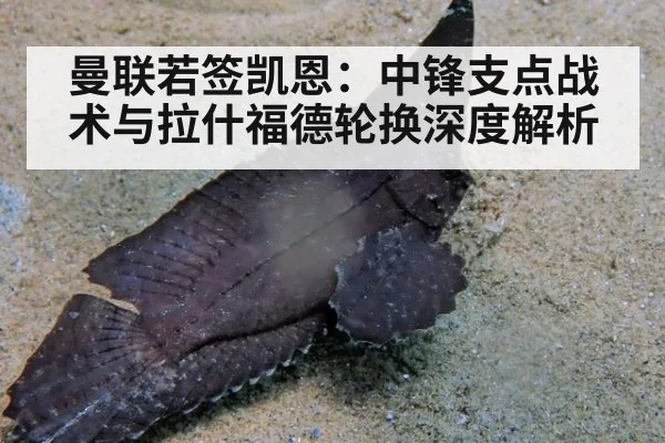 曼联若签凯恩：中锋支点战术与拉什福德轮换深度解析